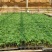 包邮，【大果口感型】巧克力番茄，品种新奇，苗厂直供