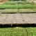 包邮，【大果口感型】巧克力番茄，品种新奇，苗厂直供