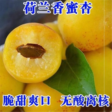 杏树苗凯特金太阳荷兰香杏树苗巨蜜王杏冬杏