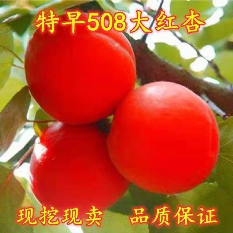 杏树苗凯特金太阳荷兰香杏树苗巨蜜王杏冬杏