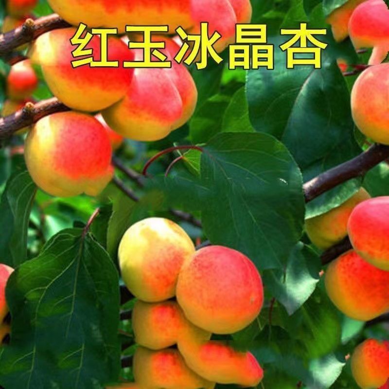 杏树苗凯特金太阳荷兰香杏树苗巨蜜王杏冬杏