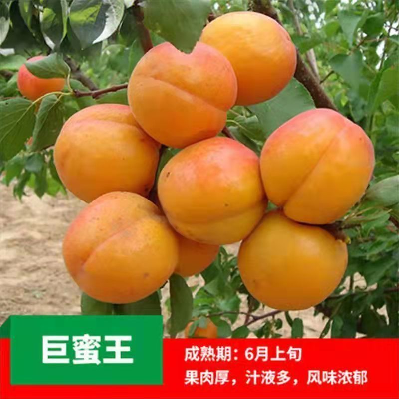 杏树苗凯特金太阳荷兰香杏树苗巨蜜王杏冬杏