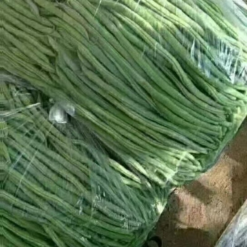 精品架豆王