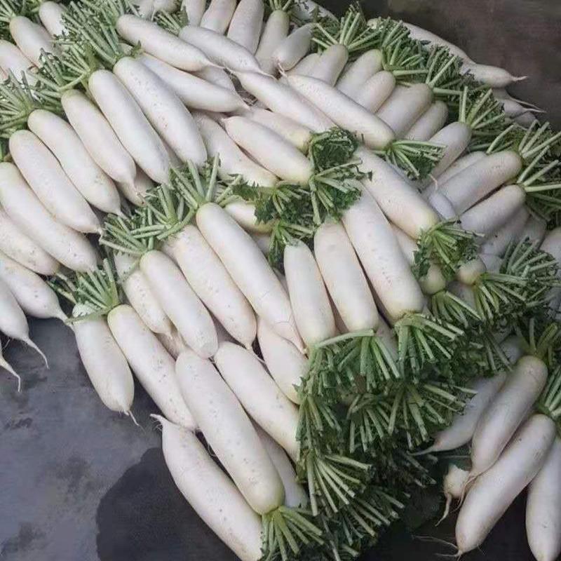 釜山白虎大长白萝卜种子进口新品种耐抽苔农家春秋播蔬菜种籽