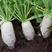 釜山白虎大长白萝卜种子进口新品种耐抽苔农家春秋播蔬菜种籽