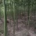大量出售1到5公分精品青桐，量大价优，欢迎考察。
