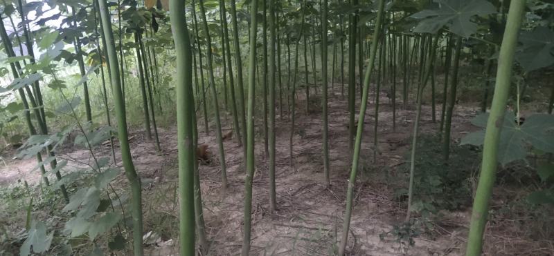 大量出售1到5公分精品青桐，量大价优，欢迎考察。