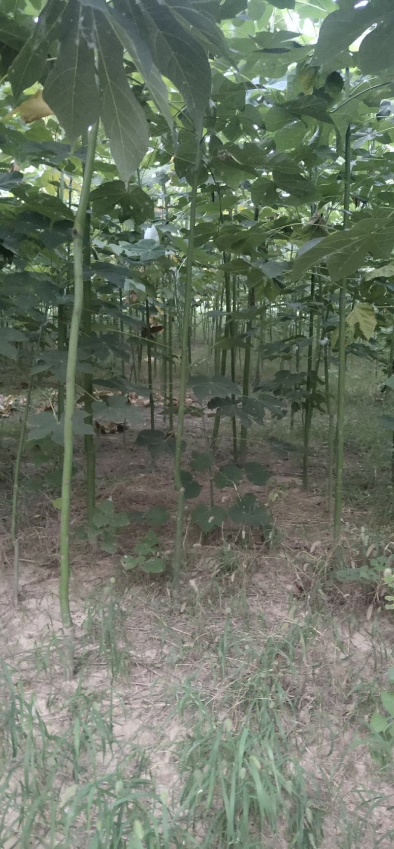 大量出售1到5公分精品青桐，量大价优，欢迎考察。