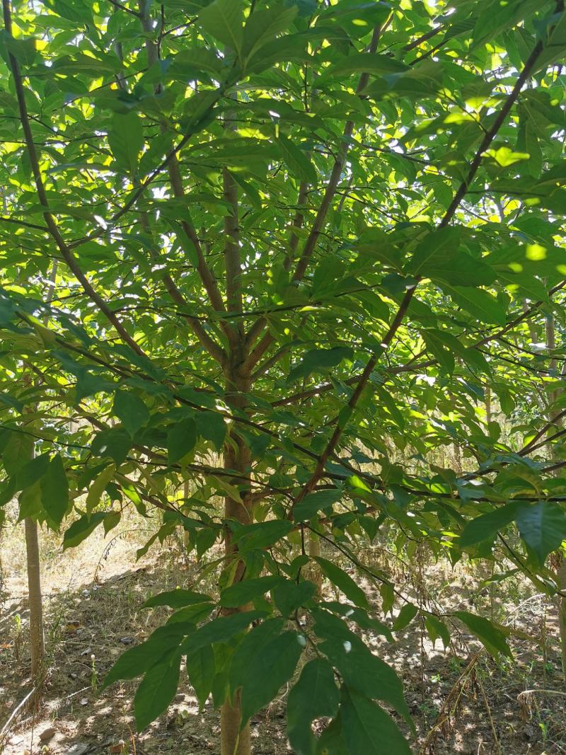 【二乔玉兰】玉兰树带中心杆带主头雄安标准量大从优