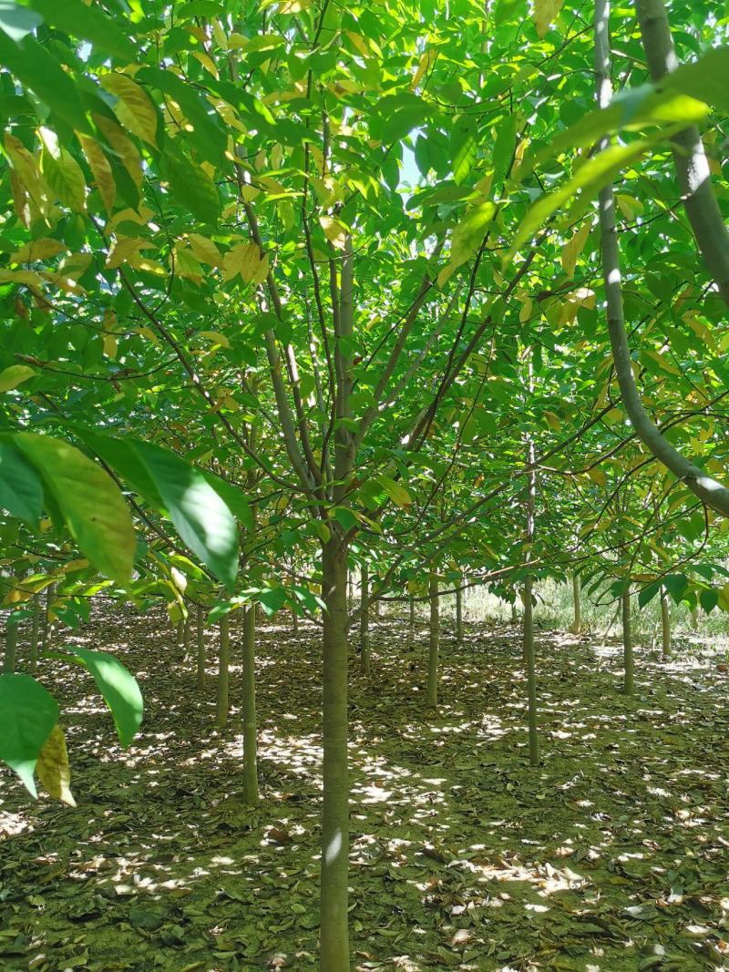 【二乔玉兰】玉兰树带中心杆带主头雄安标准量大从优
