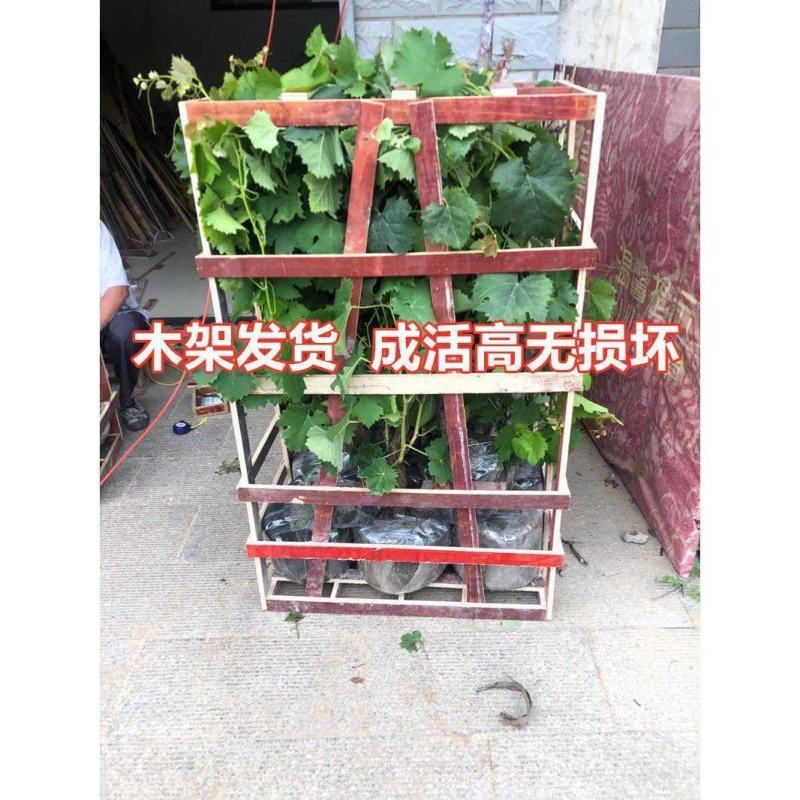 嫁接阳光玫瑰葡萄苗葡萄杯苗好成活，好出手