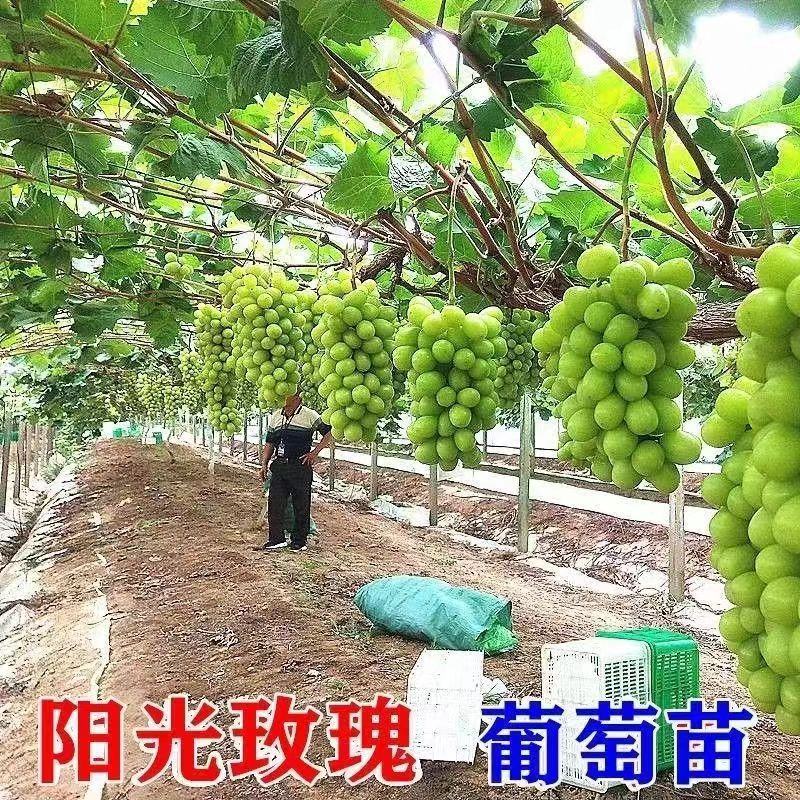 嫁接阳光玫瑰葡萄苗葡萄杯苗好成活，好出手