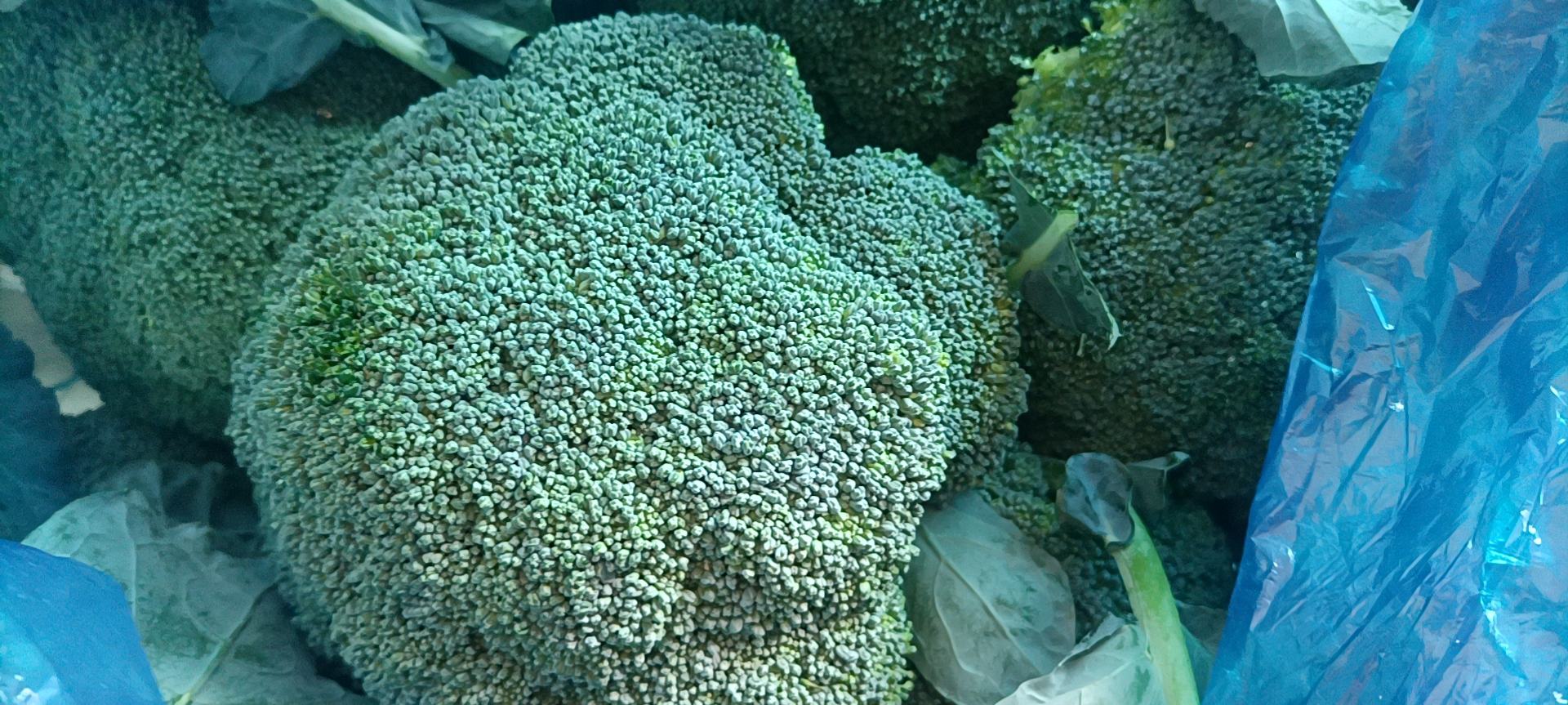 高清图片展示新鲜的西兰花与紫色甘蓝并列摆放,旁边配有营养标签说明 西兰花与甘蓝的对比图