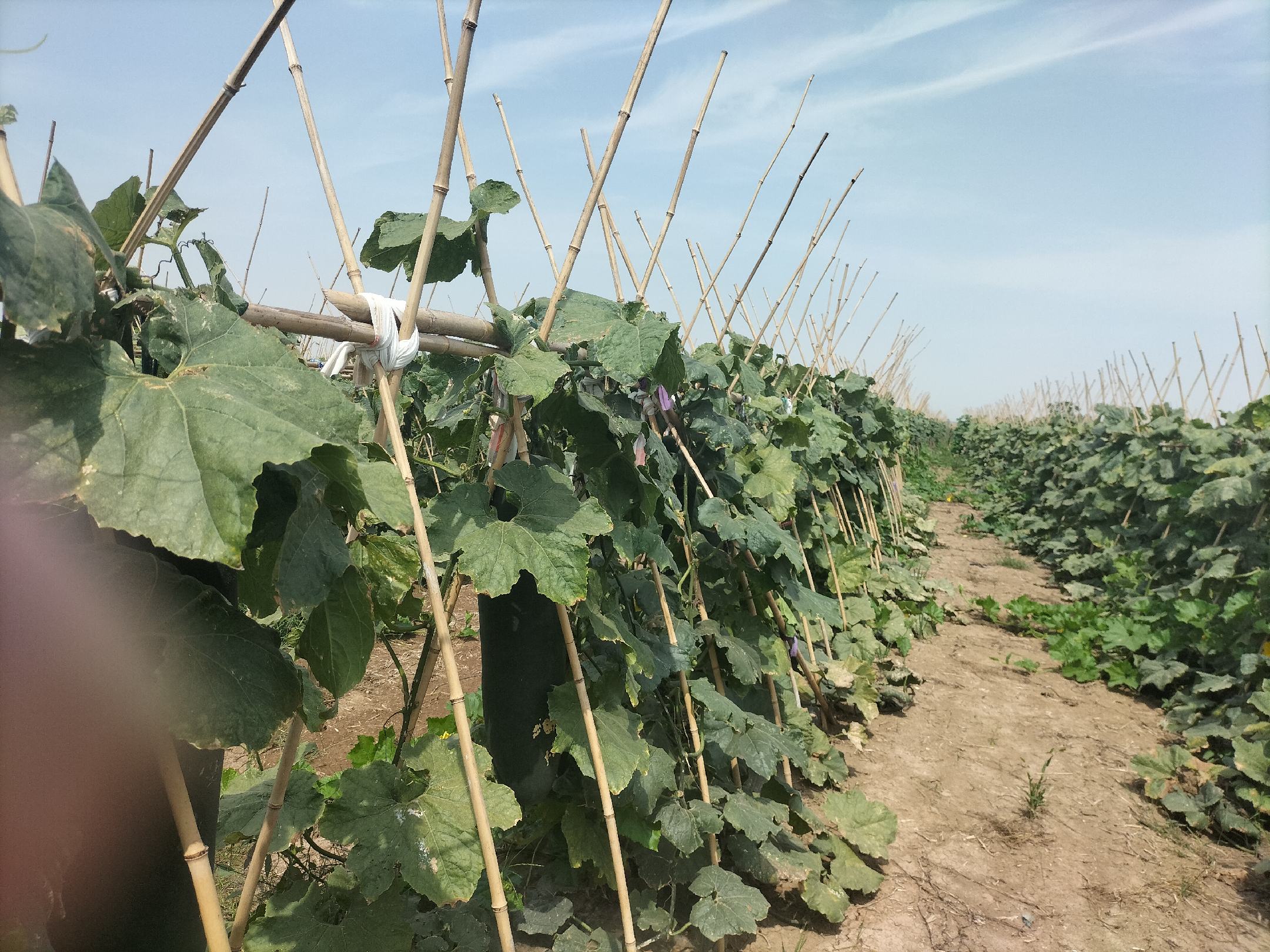 华南地区冬瓜地爬式栽培 华南地区冬瓜地爬式栽培