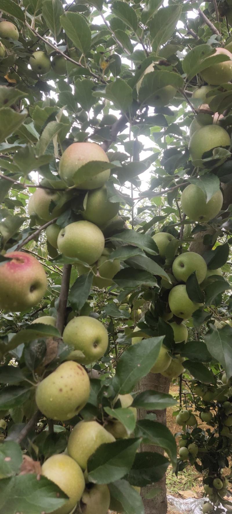 【秦冠苹果】纸+膜袋苹果冰糖心高坡苹果片红条红