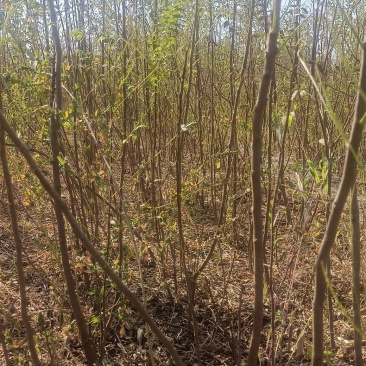 一年生文冠果等级苗100万株，基地自产自销。