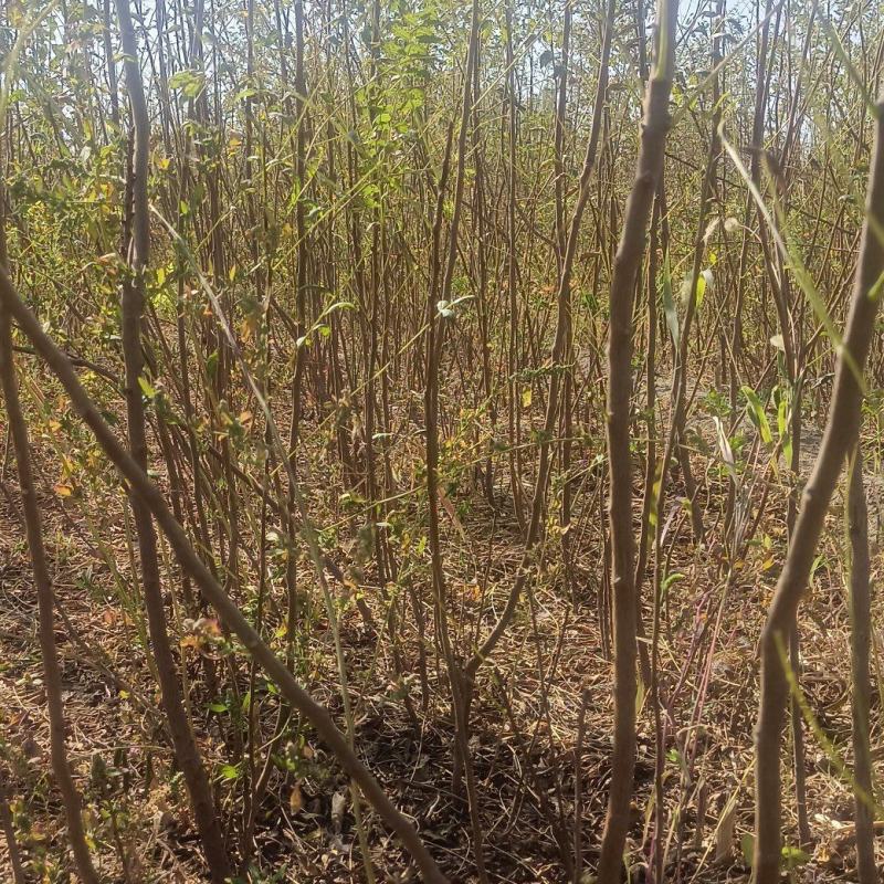 一年生文冠果等级苗100万株，基地自产自销。