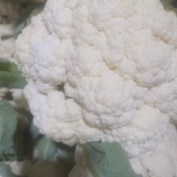 精品菜花开始大量上市