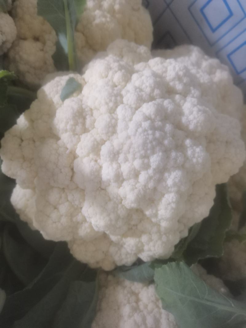 精品菜花开始大量上市
