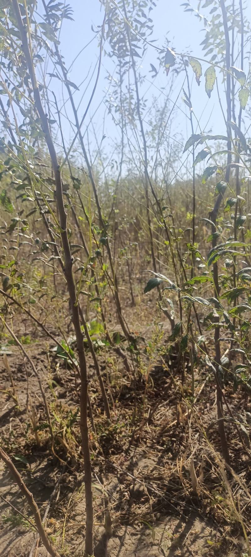 一年生文冠果等级苗100万株，基地自产自销。