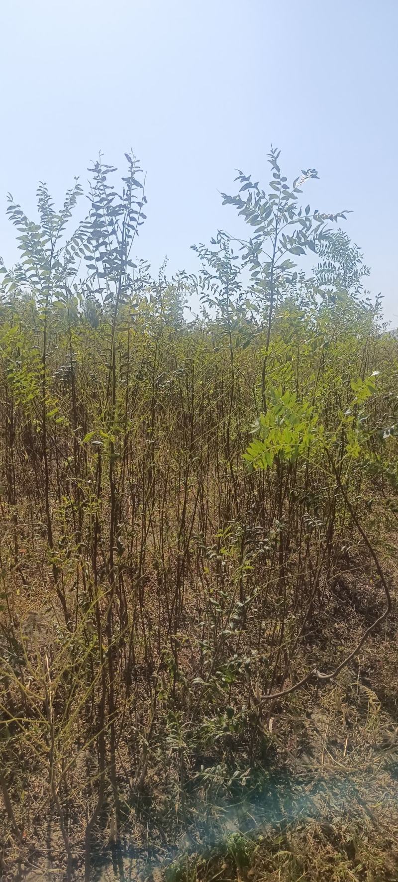 一年生文冠果等级苗100万株，基地自产自销。