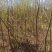 一年生文冠果等级苗100万株，基地自产自销。