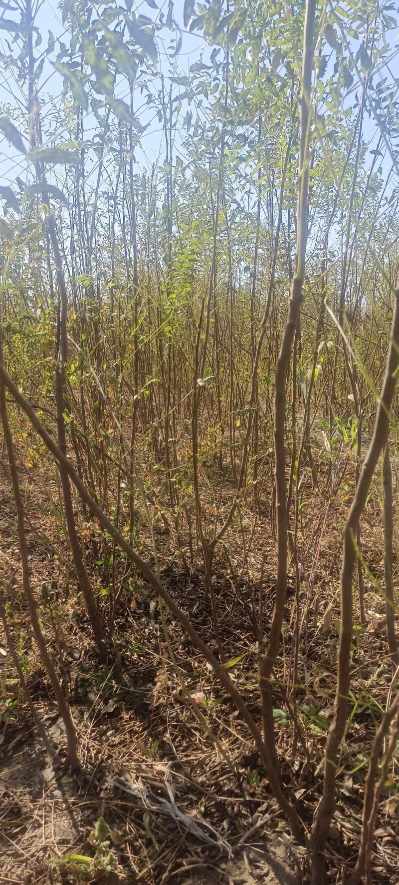 一年生文冠果等级苗100万株，基地自产自销。