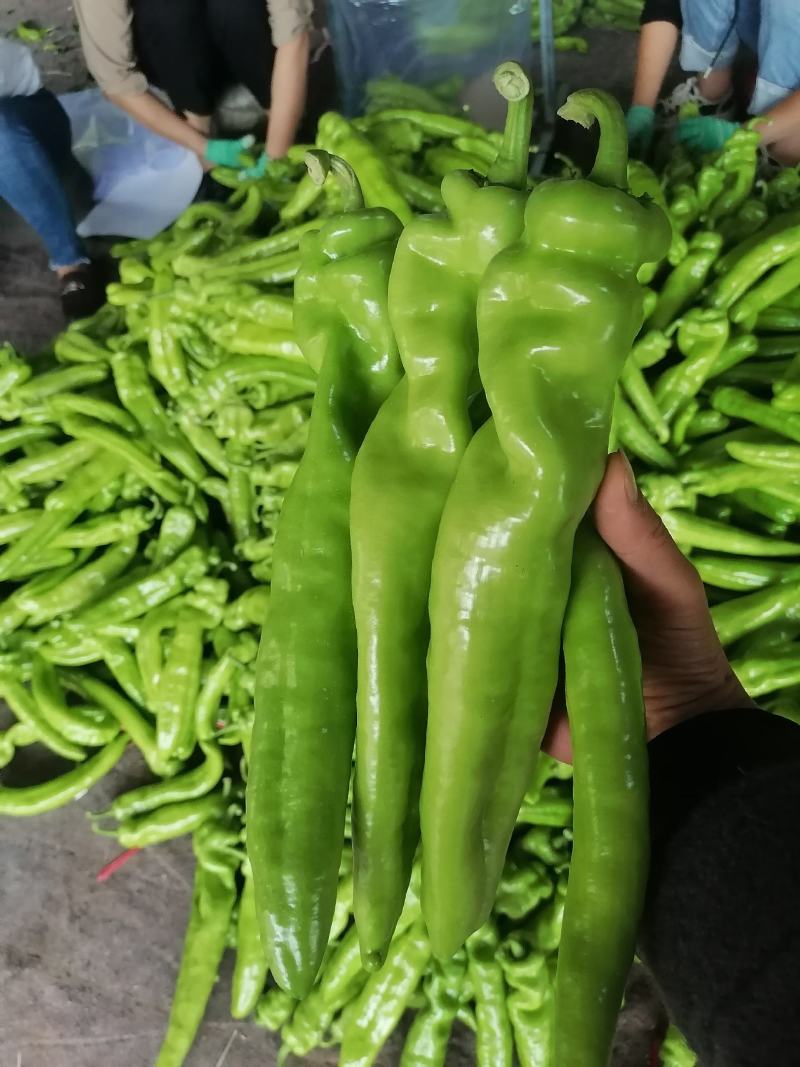 河南内黄优质大棚尖椒上市，老区种植个个精品，诚信合作