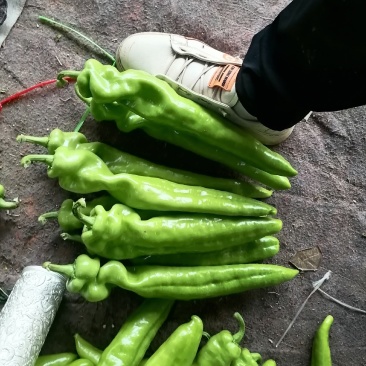 河南内黄优质大棚尖椒上市，老区种植个个精品，诚信合作