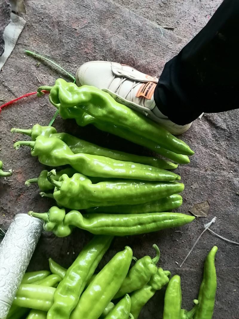 河南内黄优质大棚尖椒上市，老区种植个个精品，诚信合作