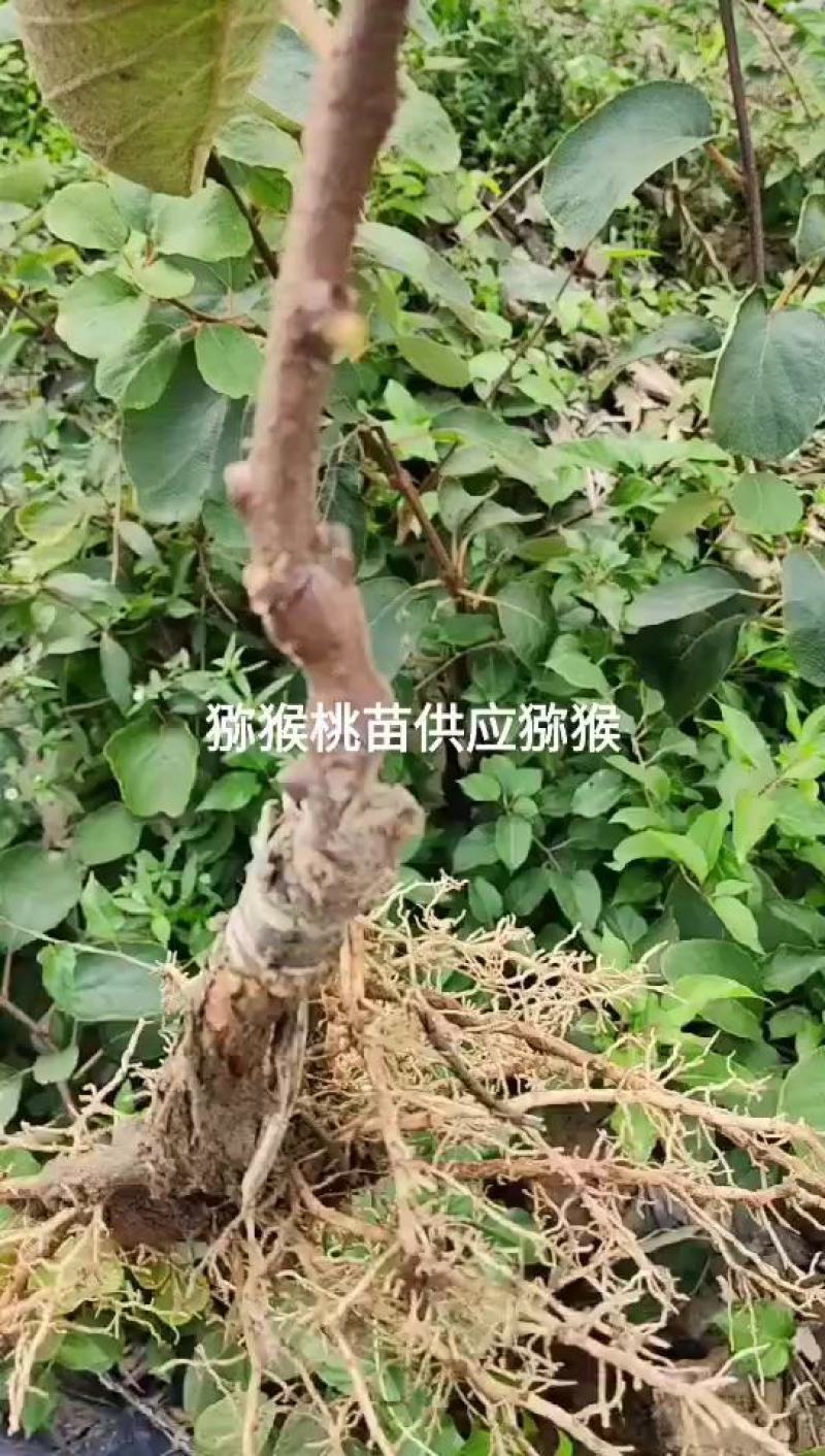 猕猴桃嫁接苗，金红50红心果肉猕猴桃，香甜可口果型美观