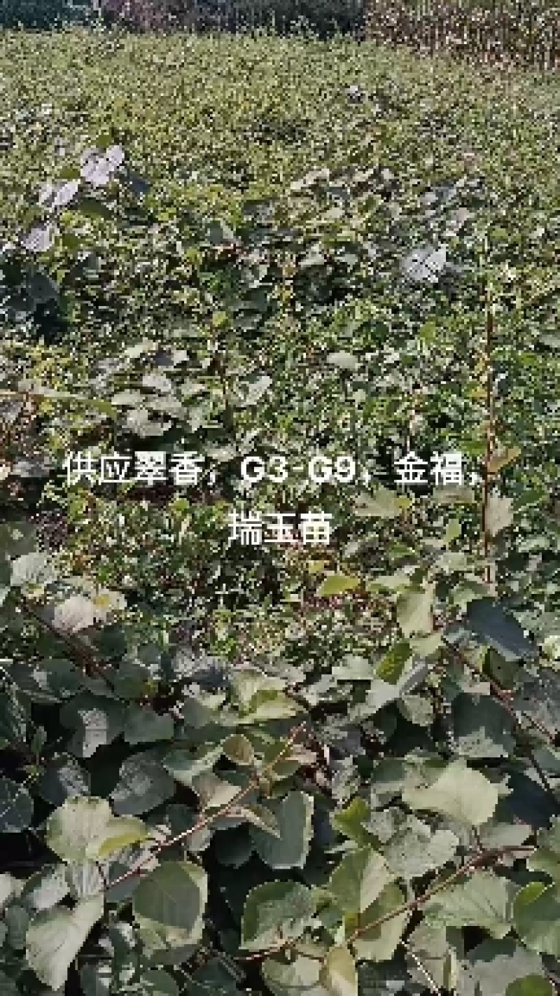 猕猴桃嫁接苗，金红50红心果肉猕猴桃，香甜可口果型美观
