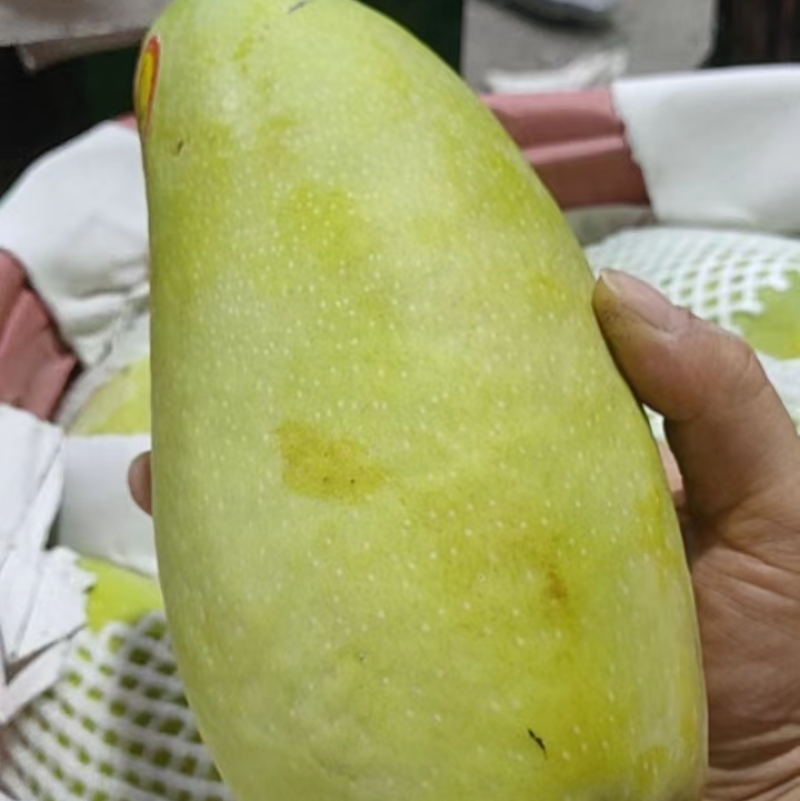 金煌芒果一级400克以上车价按要求包装