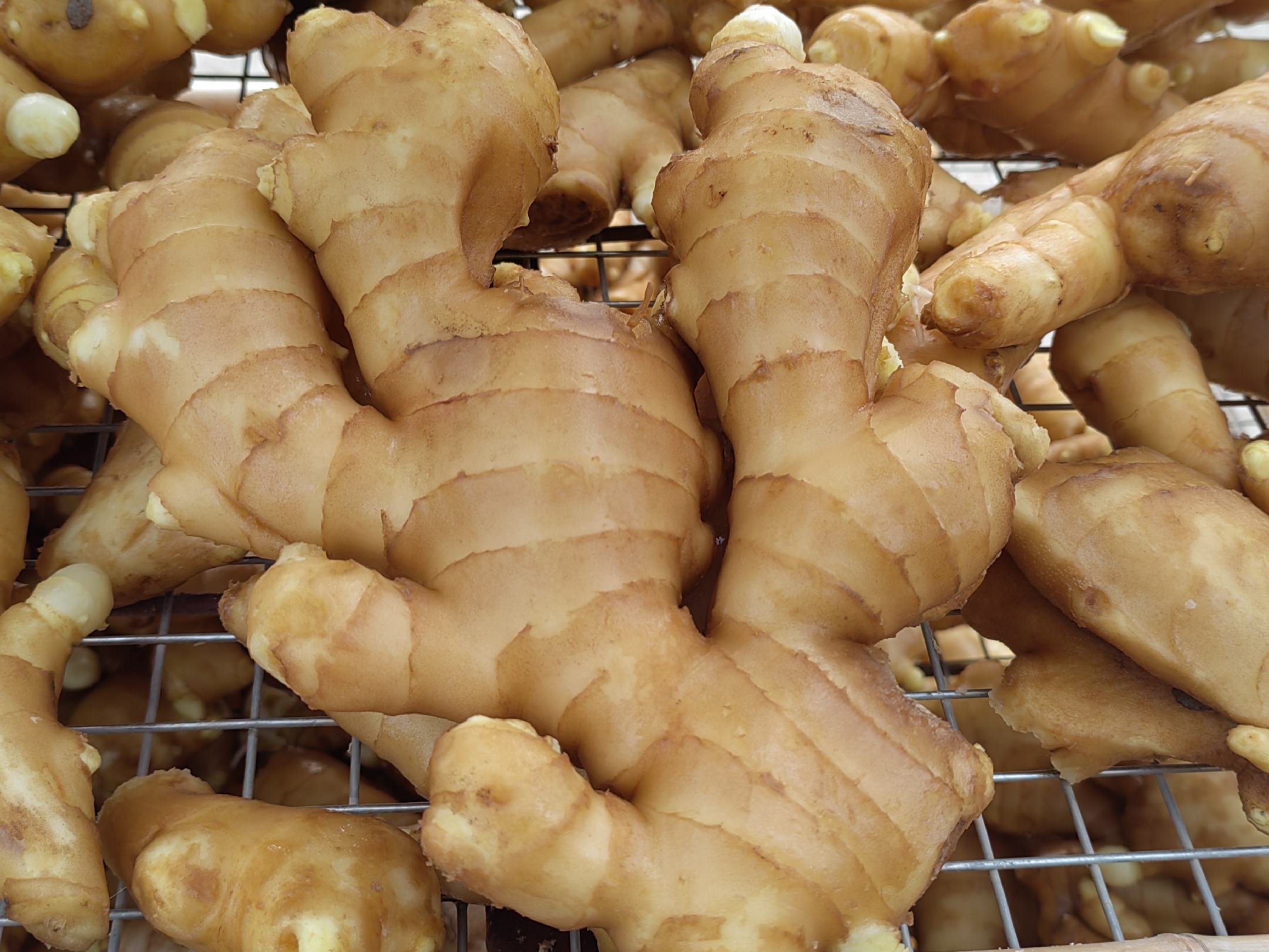 小黄姜产地分布图