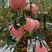 吉县红富士苹果量大质优货源充足全国发货，品质好