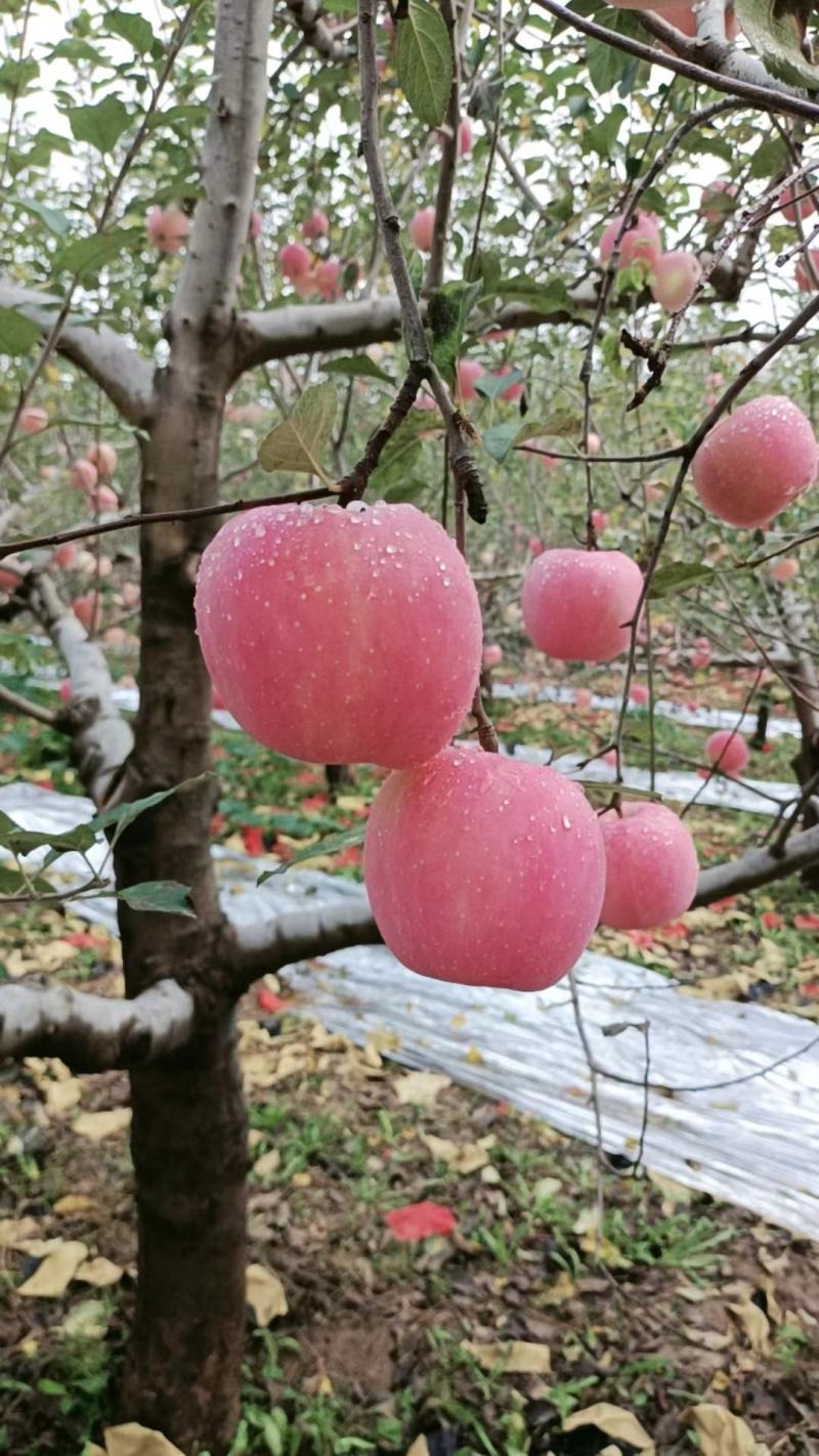 吉县红富士苹果量大质优货源充足全国发货，品质好