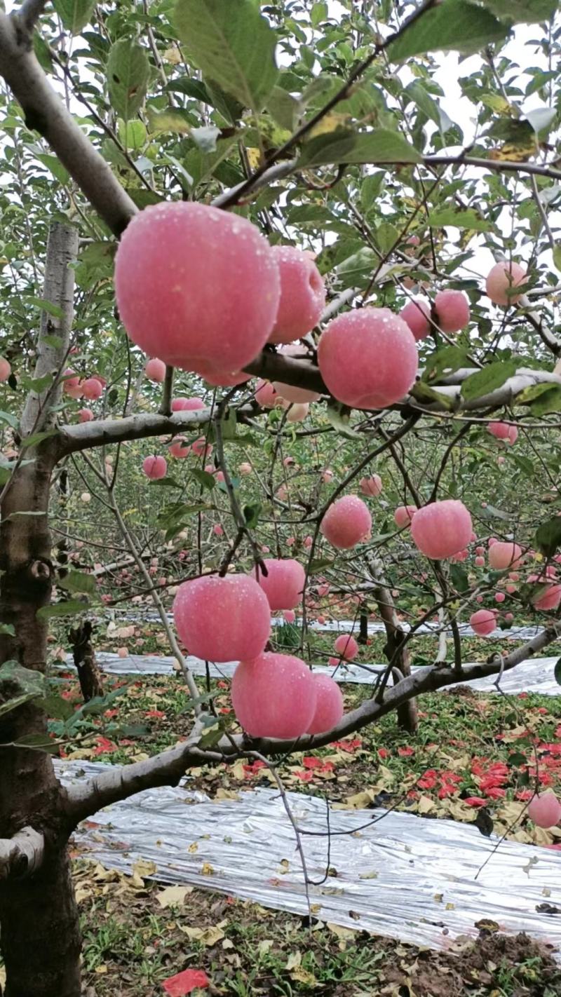 吉县红富士苹果量大质优货源充足全国发货，品质好