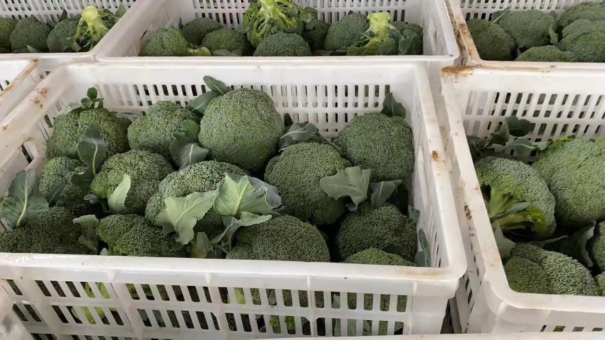 超市生鲜区货架上整齐摆放的透明塑料盒装西兰花,每盒内含一朵完整、新鲜的西兰花,花球紧实呈深绿色,旁边标有价格牌,上方悬挂‘西兰花’字样标签 超市货架上的西兰花包装产品