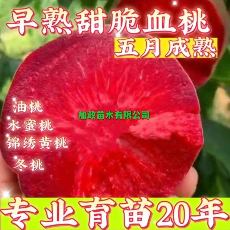 【热卖】桃树苗血桃苗早熟品种离核桃树苗提供技术