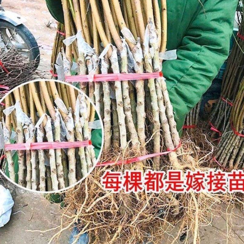 【热卖】桃树苗血桃苗早熟品种离核桃树苗提供技术