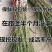 【热卖】桃树苗血桃苗早熟品种离核桃树苗提供技术