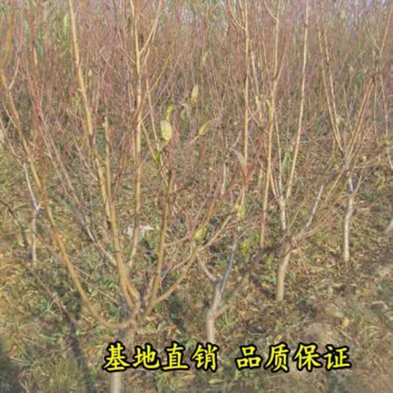 【热卖】桃树苗血桃苗早熟品种离核桃树苗提供技术