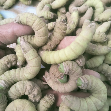 活豆虫