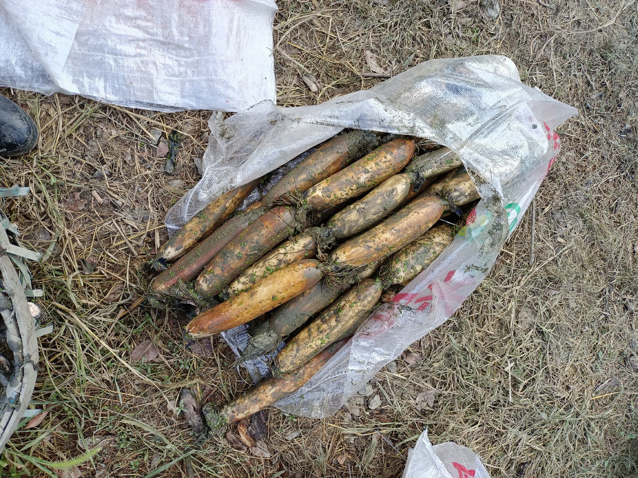 洪湖莲藕营养成分对比雷达图
