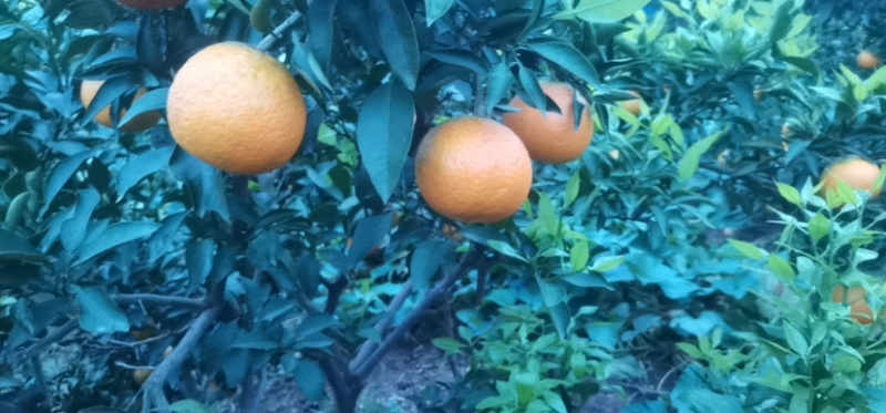 爱媛果冻橙38号🍊汁水超多吃着像橙子却比橙子皮薄。