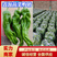 芜湖椒，薄皮椒，五号线椒，龙椒大量上市中产地直发量大从优