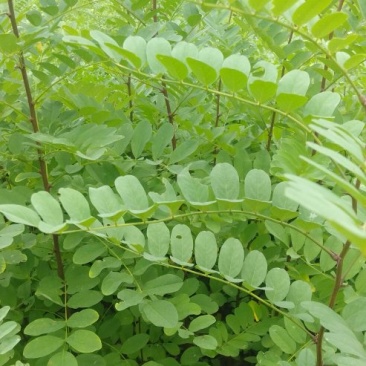 刺槐苗，荒山造林的佳品产地现挖现发可视频看货