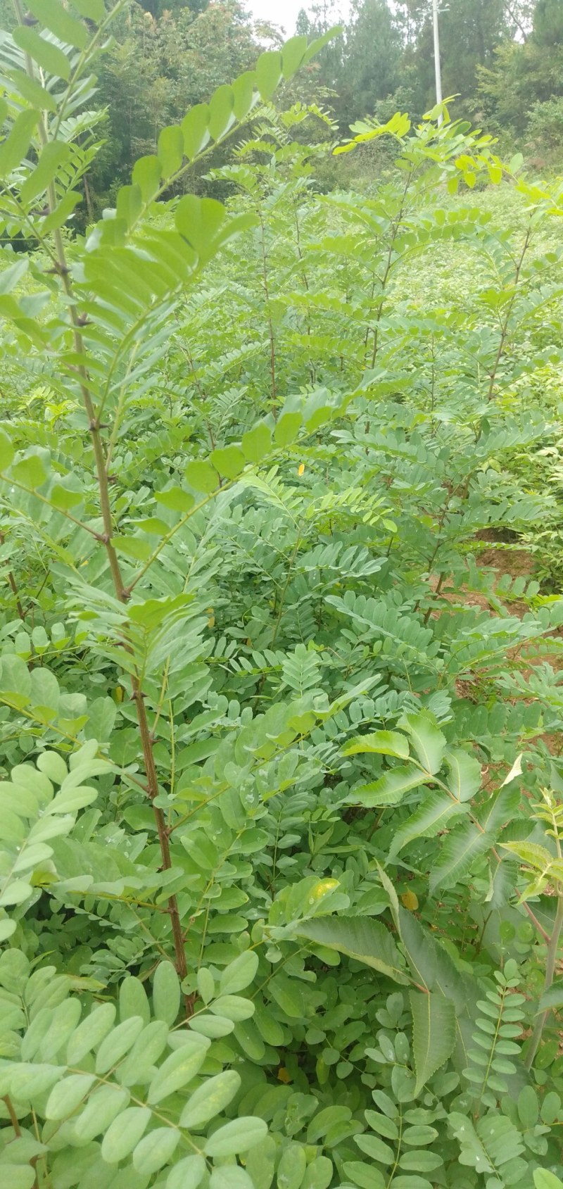 刺槐苗，荒山造林的佳品产地现挖现发可视频看货