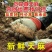 冬麻天麻‘新鲜天麻云南昭通鲜活个大煲汤鲜天麻带泥发货