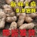 冬麻天麻‘新鲜天麻云南昭通鲜活个大煲汤鲜天麻带泥发货